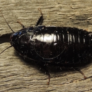 Platyzosteria melanaria at Conder, ACT - 15 Oct 2016 07:19 AM