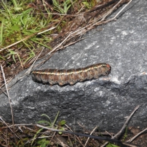 Apina callisto at Fadden, ACT - 4 Sep 2016