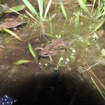 Crinia signifera (Common Eastern Froglet) at Wanniassa Hill - 4 Sep 2016 by RyuCallaway