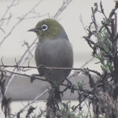 Zosterops lateralis (Silvereye) at Ngunnawal, ACT - 13 Sep 2016 by GeoffRobertson