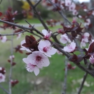 Prunus cerasifera at Gowrie, ACT - 15 Sep 2016 05:43 PM