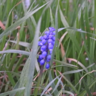 Muscari armeniacum (Grape Hyacinth) at Fadden, ACT - 15 Sep 2016 by ArcherCallaway