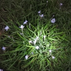 Ipheion uniflorum at Fadden, ACT - 15 Sep 2016