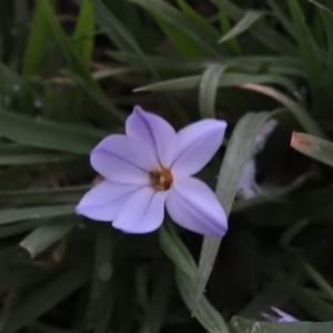 Ipheion uniflorum at Fadden, ACT - 15 Sep 2016