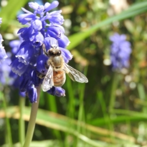 Apis mellifera at Fadden, ACT - 17 Sep 2016 09:59 AM