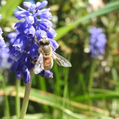 Apis mellifera (European honey bee) at Fadden, ACT - 16 Sep 2016 by RyuCallaway