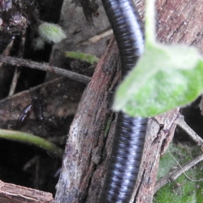 Ommatoiulus moreleti (Portuguese Millipede) at Fadden, ACT - 17 Sep 2016 by RyuCallaway