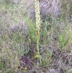 Prasophyllum petilum (Tarengo Leek Orchid) at Tarengo Reserve (Boorowa) - 10 Oct 2016 by GeoffRobertson