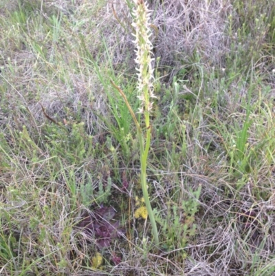 Prasophyllum petilum (Tarengo Leek Orchid) at Tarengo Reserve (Boorowa) - 10 Oct 2016 by GeoffRobertson