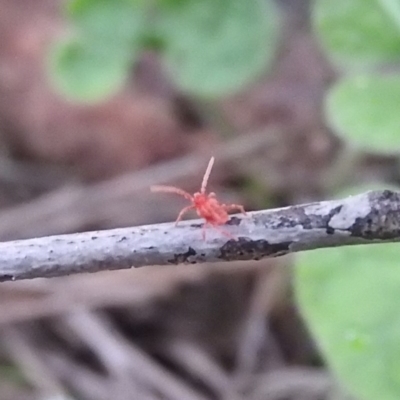 Trombidiidae (family) (Red velvet mite) at Wanniassa Hill - 18 Sep 2016 by ArcherCallaway