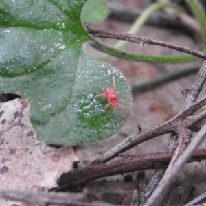 Trombidiidae (family) at Fadden, ACT - 18 Sep 2016