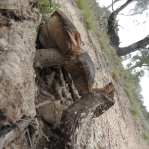 Amanita sp. at Wanniassa Hill - 18 Sep 2016 09:37 AM