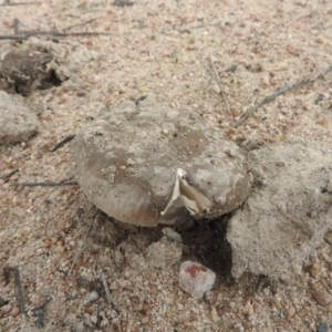 Amanita sp. at Wanniassa Hill - 18 Sep 2016 09:38 AM