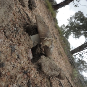 Amanita sp. at Wanniassa Hill - 18 Sep 2016 09:38 AM