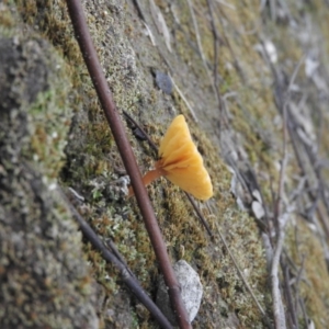 Lichenomphalia chromacea at Wanniassa Hill - 18 Sep 2016