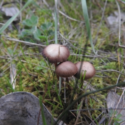 zz agaric (stem; gills not white/cream) at Wanniassa Hill - 17 Sep 2016 by RyuCallaway