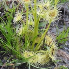 Drosera sp. (A Sundew) at Wanniassa Hill - 18 Sep 2016 by ArcherCallaway