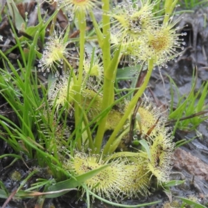 Drosera sp. at Wanniassa Hill - 18 Sep 2016 09:47 AM