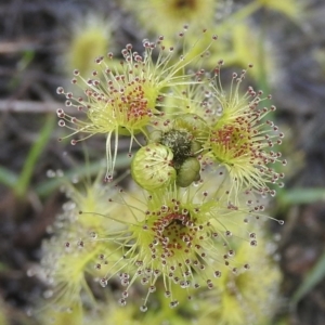 Drosera sp. at Wanniassa Hill - 18 Sep 2016 09:47 AM