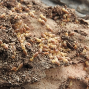 Nasutitermes (genus) at Wanniassa Hill - suppressed