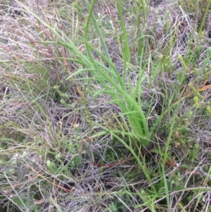 Eryngium ovinum at Boorowa, NSW - 10 Oct 2016 01:10 PM