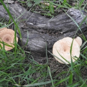 Lentinus arcularius at Fadden, ACT - 23 Sep 2016