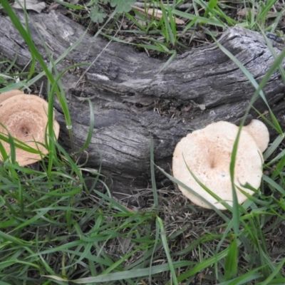 Lentinus arcularius (Fringed Polypore) at Fadden, ACT - 23 Sep 2016 by ArcherCallaway