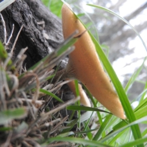 Lentinus arcularius at Fadden, ACT - 23 Sep 2016