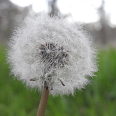 Taraxacum sp. (Dandelion) at Fadden, ACT - 23 Sep 2016 by ArcherCallaway