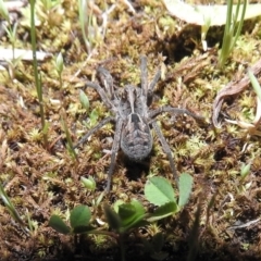 Tasmanicosa godeffroyi (Garden Wolf Spider) at Gowrie, ACT - 23 Sep 2016 by ArcherCallaway