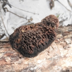 Hexagonia vesparia (Wasp Nest Polypore) at Burrinjuck, NSW - 24 Sep 2016 by RyuCallaway