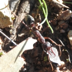 Myrmecia pyriformis (A Bull ant) at Burrinjuck, NSW - 25 Sep 2016 by ArcherCallaway