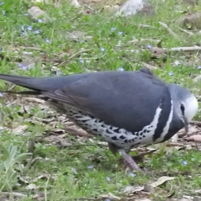 Leucosarcia melanoleuca (Wonga Pigeon) at Burrinjuck, NSW - 25 Sep 2016 by RyuCallaway