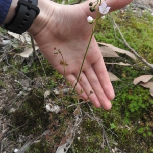 Drosera auriculata at Burrinjuck, NSW - 25 Sep 2016 12:32 PM