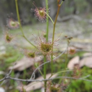 Drosera auriculata at Burrinjuck, NSW - 25 Sep 2016 12:32 PM