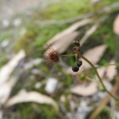 Drosera auriculata at Burrinjuck, NSW - 25 Sep 2016 12:32 PM