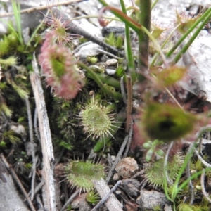 Drosera auriculata at Burrinjuck, NSW - 25 Sep 2016 12:32 PM