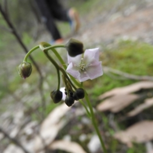 Drosera auriculata at Burrinjuck, NSW - 25 Sep 2016 12:32 PM