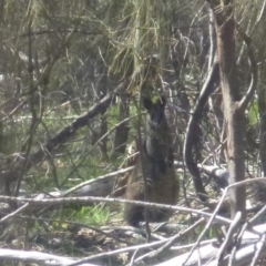 Wallabia bicolor (Swamp Wallaby) at Red Hill, ACT - 14 Oct 2016 by Ratcliffe