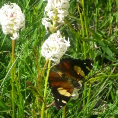 Vanessa itea (Yellow Admiral) at Acton, ACT - 14 Oct 2016 by Ratcliffe