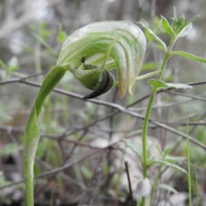 Pterostylis nutans at Burrinjuck, NSW - 25 Sep 2016