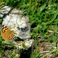 Vanessa kershawi (Australian Painted Lady) at Red Hill, ACT - 15 Oct 2016 by Ratcliffe