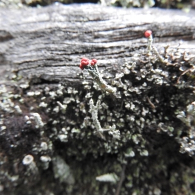 Cladonia sp. (genus) (Cup Lichen) at Burrinjuck, NSW - 25 Sep 2016 by ArcherCallaway