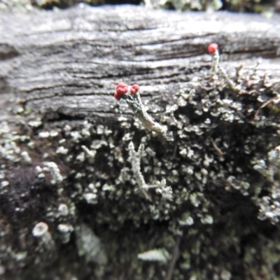 Cladonia sp. (genus) (Cup Lichen) at Burrinjuck, NSW - 25 Sep 2016 by RyuCallaway