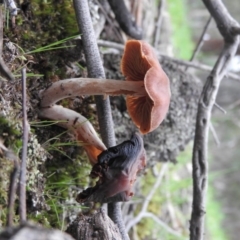 zz agaric (stem; gills not white/cream) at Burrinjuck, NSW - 25 Sep 2016 12:46 PM