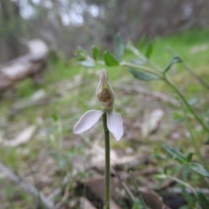 Caladenia carnea at Burrinjuck, NSW - suppressed