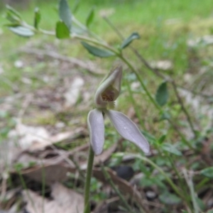 Caladenia carnea at Burrinjuck, NSW - suppressed