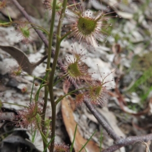 Drosera auriculata at Burrinjuck, NSW - 25 Sep 2016 12:51 PM