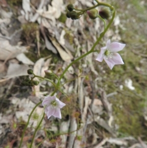 Drosera auriculata at Burrinjuck, NSW - 25 Sep 2016 12:51 PM