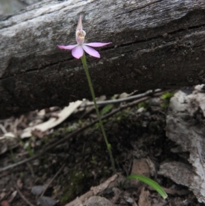 Caladenia carnea at Burrinjuck, NSW - suppressed